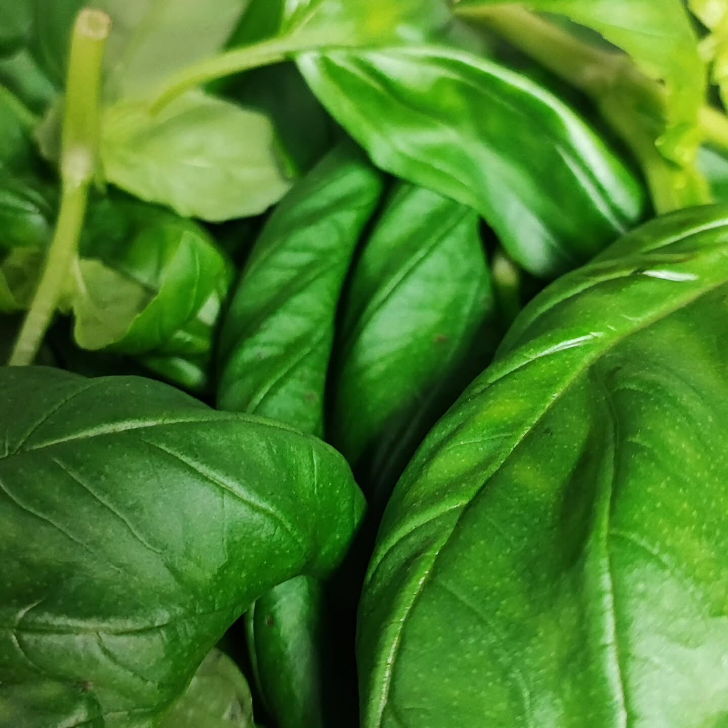 今日はネロ特製のジェノベーゼソースを仕込み中だよ！🌿✨新鮮な